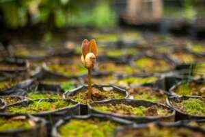 then they sprout