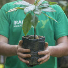 then we have a seedling