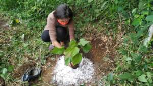 then we plant the seedling