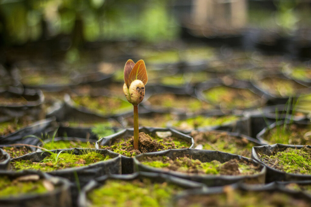 Seedling propagated