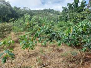 baby forest flourishing
