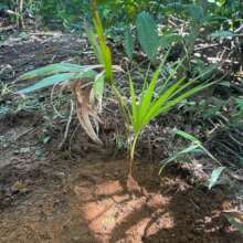 Jussara seedling