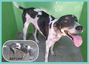 Black & white dog before and after mange treatment