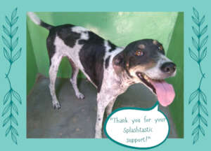 A splashtastic doggie thank you!