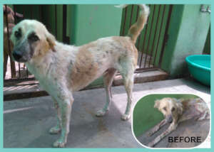 White and tan dog before and after mange treatment