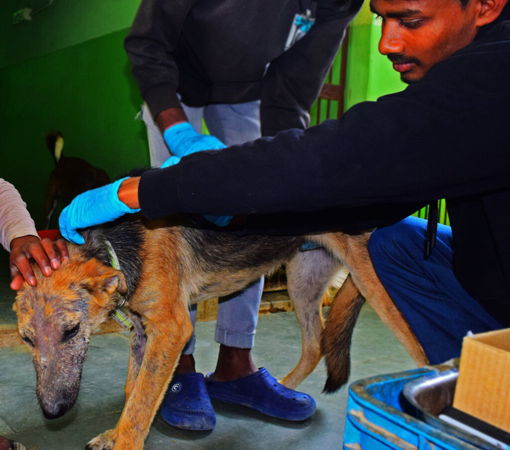 Help Bathe Poorly Mange Dogs Back to Health