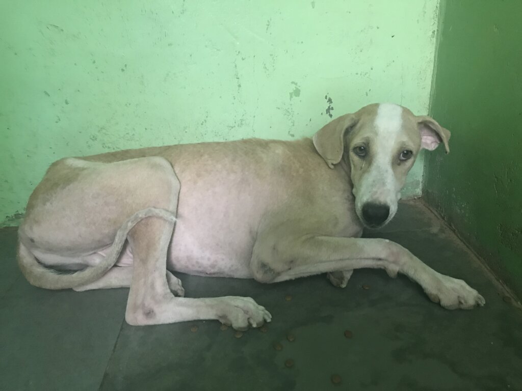 Help Bathe Poorly Mange Dogs Back to Health