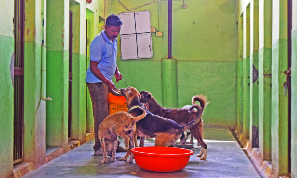 Help Bathe Poorly Mange Dogs Back to Health