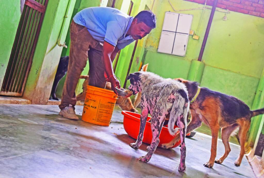 Help Bathe Poorly Mange Dogs Back to Health