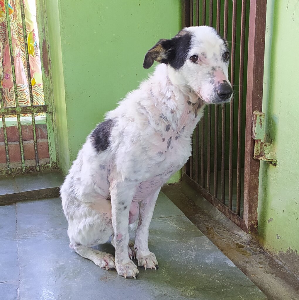 Help Bathe Poorly Mange Dogs Back to Health