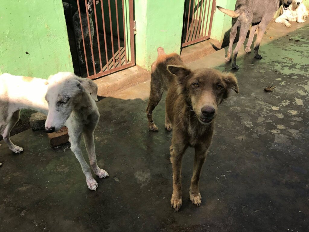 Help Bathe Poorly Mange Dogs Back to Health