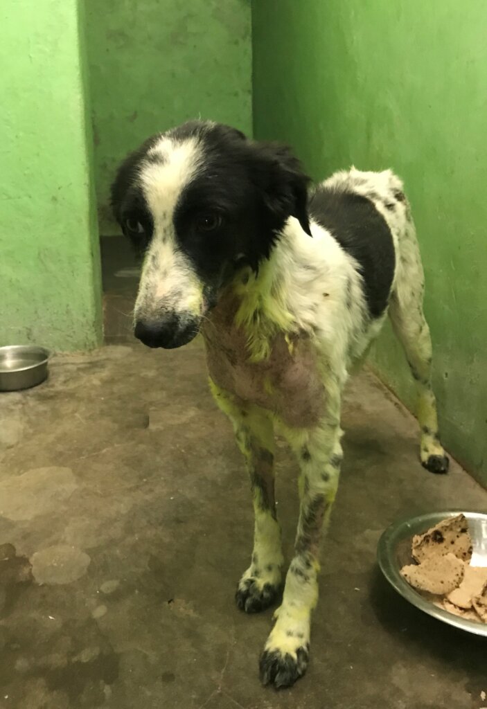 Help Bathe Poorly Mange Dogs Back to Health