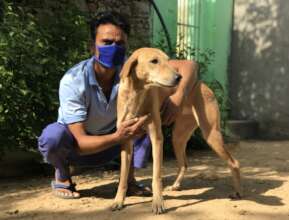 Help Bathe Poorly Mange Dogs Back to Health