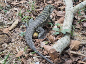 Teiu, the great lizard of Iracambi