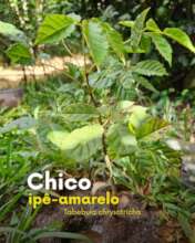 A tree for Francisco