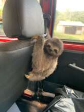 Rescue of the baby sloth