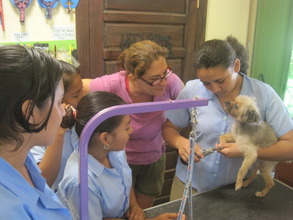 Learning about dog grooming business