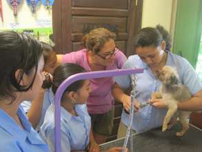 Dog Grooming Internship