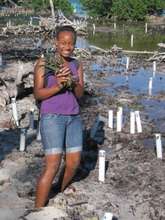 Gathering mangrove propugules to plant