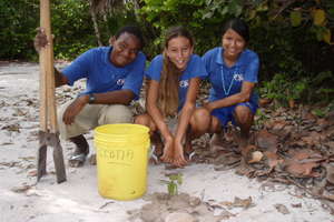 Planting Mahogany Tree