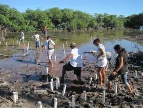 Planting the mangroves