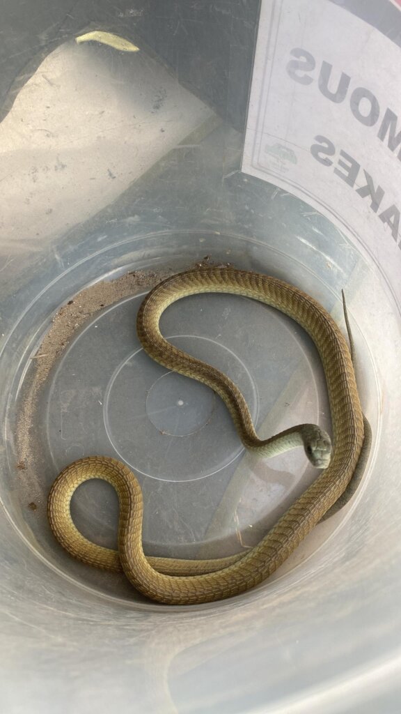 Venomous boomslang safely removed from our office