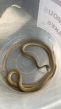 Venomous boomslang safely removed from our office