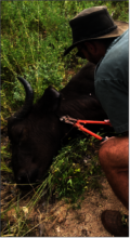 Removing a snare from a buffalo cow.