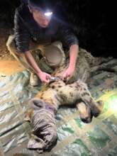 A snared Hyena being treated by the Vet.