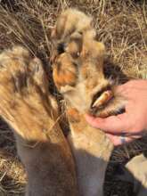 Close up of a lion's claw.