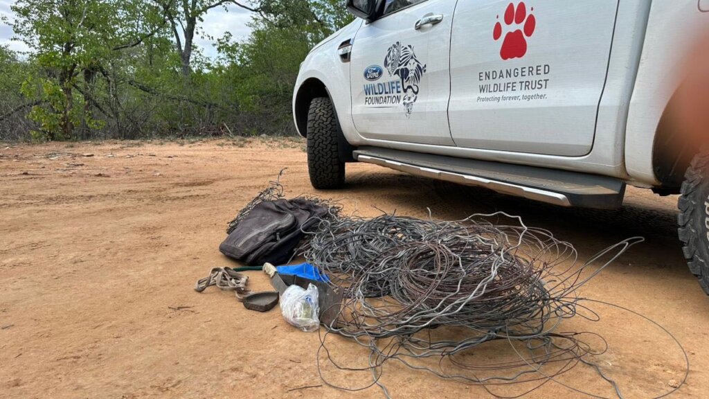 Protect Kruger's Lions from Being Poached