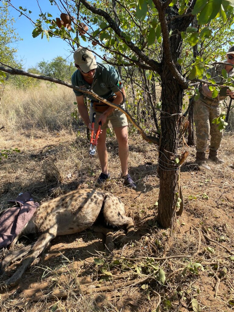 Protect Kruger's Lions from Being Poached