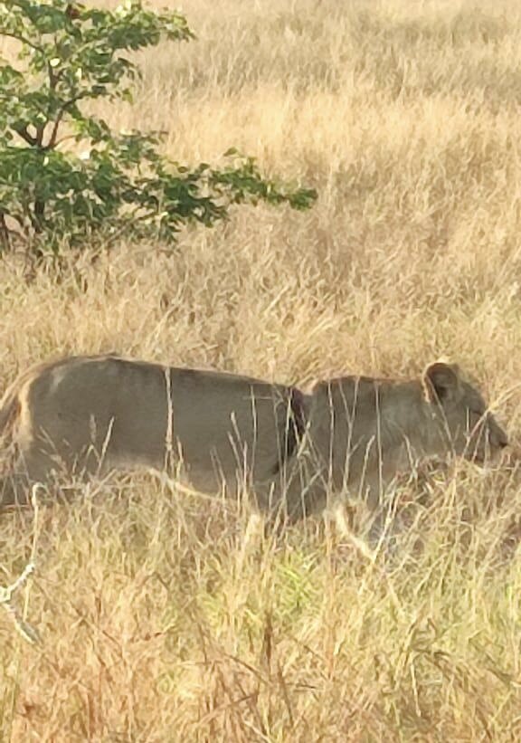 Protect Kruger's Lions from Being Poached