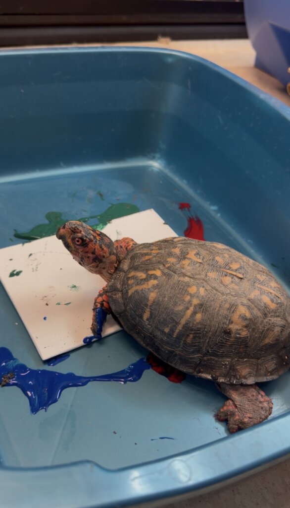 Bob, the Eastern Box Turtle, painting!
