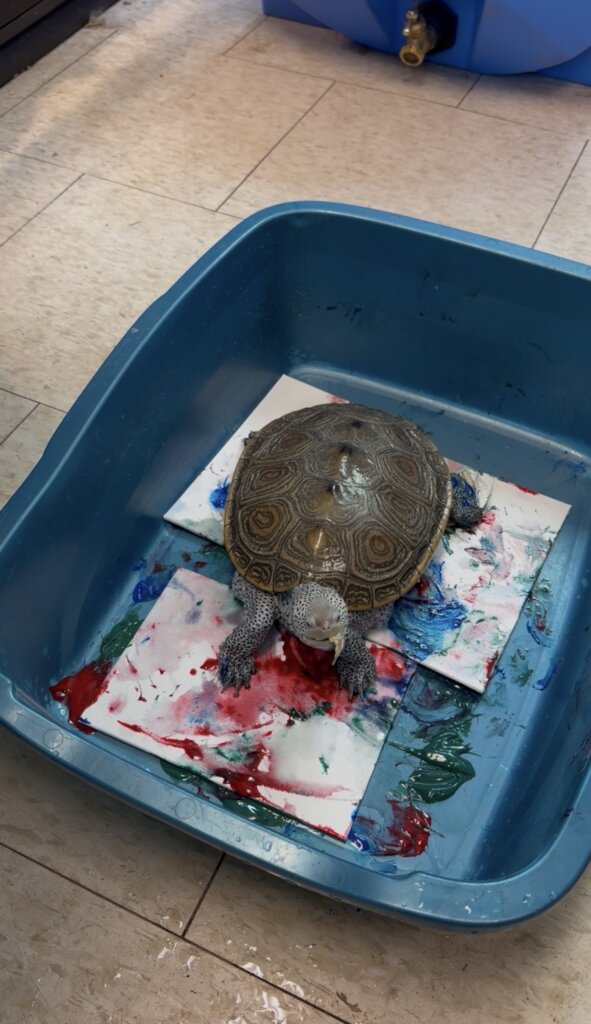 Terra, the Diamondback Terrapin, painting!