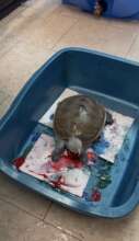 Terra, the Diamondback Terrapin, painting!