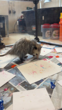 Peaches, the Virginia Opossum, painting!
