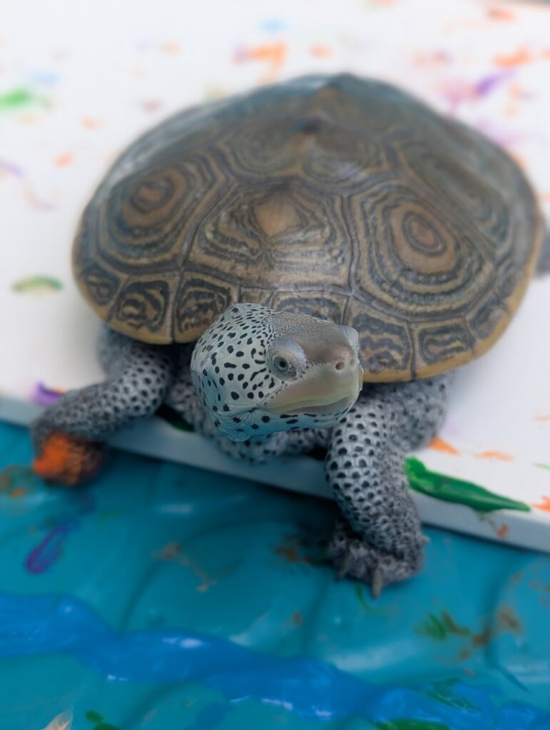 Terra, the Diamondback Terrapin, paining a canvas