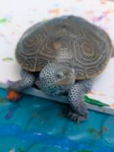 Terra, the Diamondback Terrapin, paining a canvas