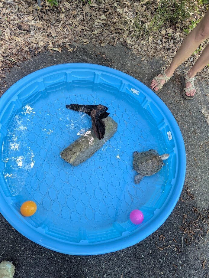 Terra enjoying her pool
