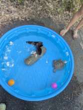 Terra enjoying her pool