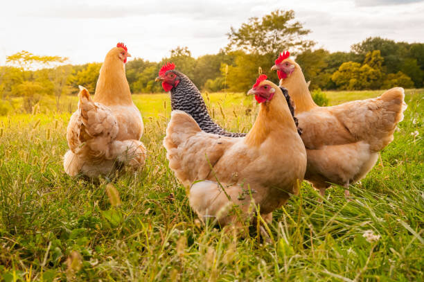Support for Improving Local Chicken Farming