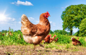 Support for Improving Local Chicken Farming