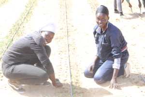 checking the irrigation network