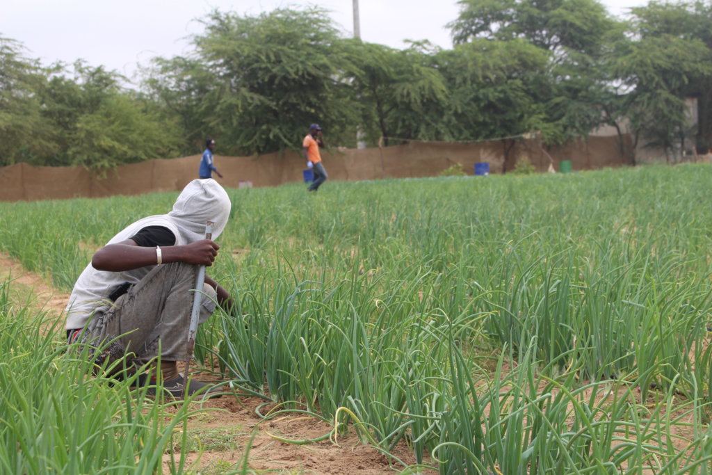 Support green agricultural incubator for 100 girls