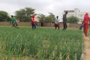 Youth agricultural training incubation 1