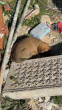 A Frightened Puppy Is Saved From Culling