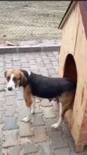 Toffee & Her Puppies Are Saved From Culling