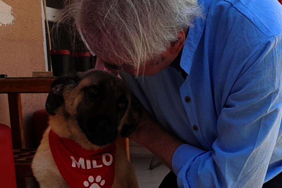 Saving The Stray Dogs Of Turkey From Culling