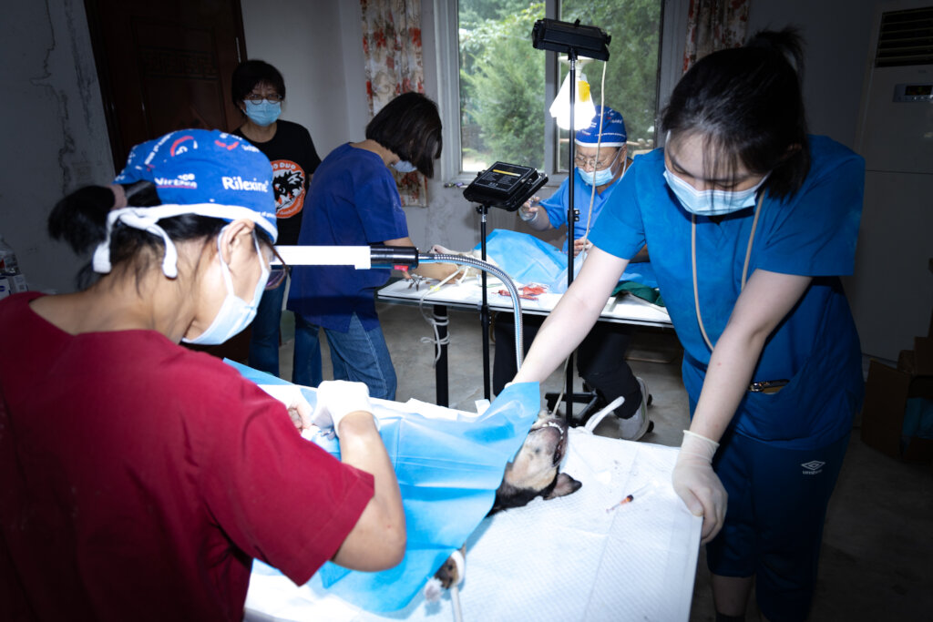 Growing Our Spay/Neuter Initiative in China!
